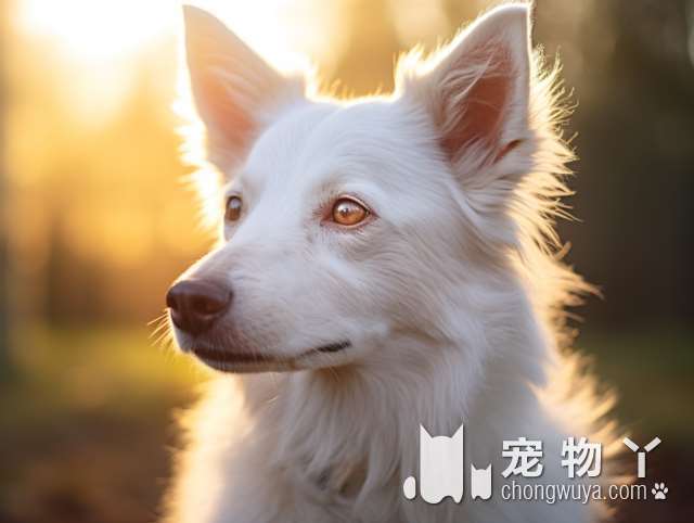 上海KABU PET 和宠物日式SPA生活馆，是宠物美容的不二选择吗？