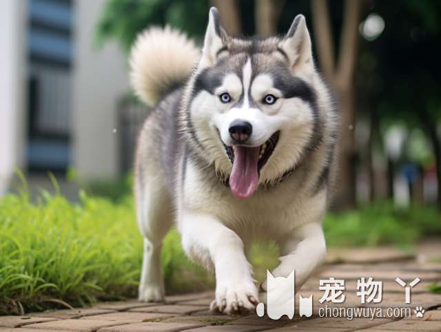 潍坊一高校宠物专业招生爆满 超出预期55％