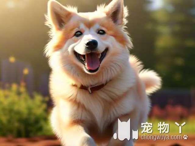 上海KABU PET 和宠物日式SPA生活馆：狗狗洗澡体验大不同，值得一试的原因是什么？