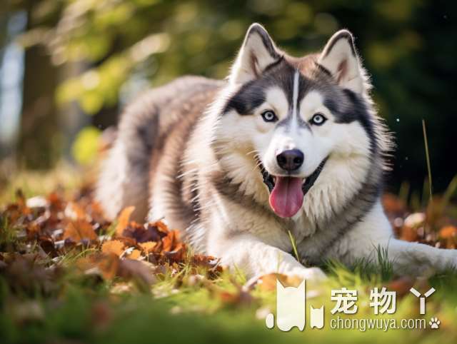 《养狗手册》：易上手、好养活的7种中大型犬