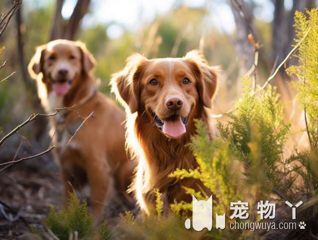 重庆米家宠物学校，教会您如何管教顽皮的狗狗，让它听话又乖巧。?