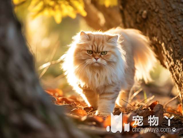 萨摩耶犬洗澡讲究多，这“6大禁忌”，犯一个会让它的颜值低十分