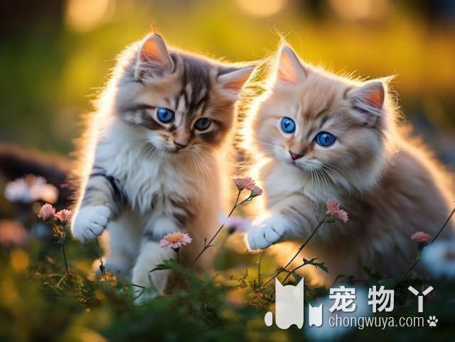2019年重庆的宠物展会有哪些？