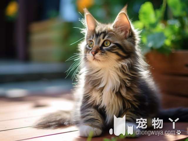 威海熳达24小时宠物诊疗中心，猫猫眼睛发红该怎么办呢？
