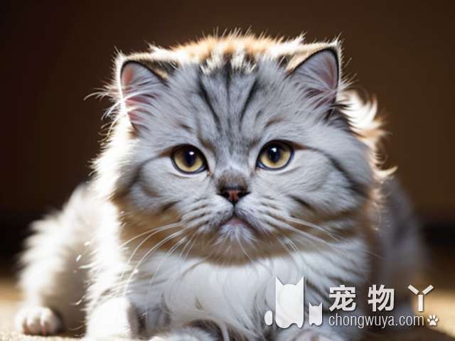 为什么这家宠物店的狗狗和猫猫都那么可爱?