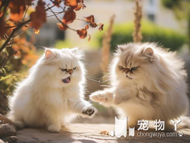 杭州林夕猫舍德文矮脚拿破仑英短活体宠物猫咪，是你的梦中情猫吗?