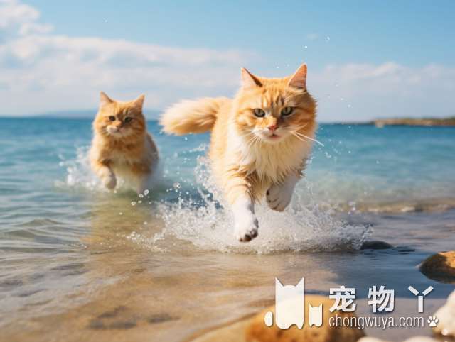 斯芬克斯猫人被人们称为什么？