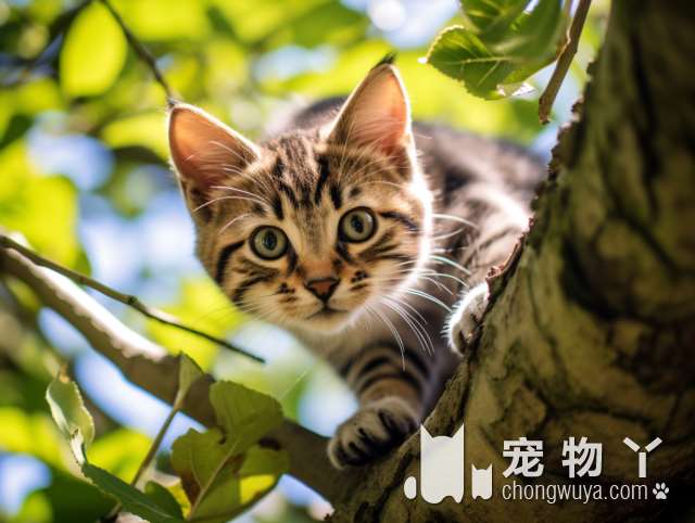 长毛猫品种浅谈