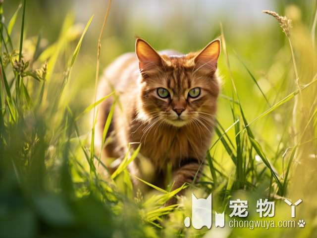 宁波灵美宠物诊所：小橘子嘎蛋被带来，排队等治疗的猫咪们?