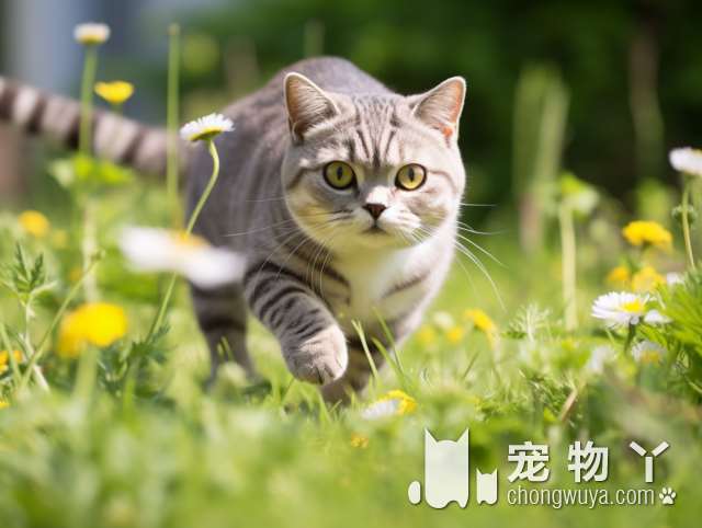 青岛帕普斯宠物旗舰店，为什么小猫猫都这么可爱?