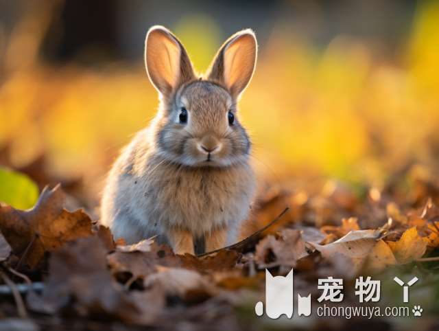 深圳宇宙联萌宠物星球的造型券是否真的值得买?